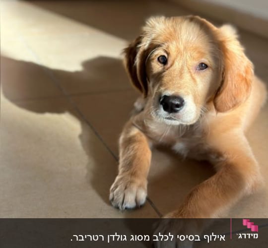 גור כלבים שוכב על רצפה מוארת באור שמש